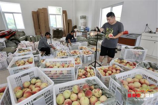 山东泰安刘台村肥桃搭乘电商快车 90%农户做起微商